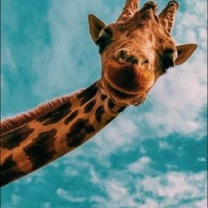 Meet your Posher, Gracey